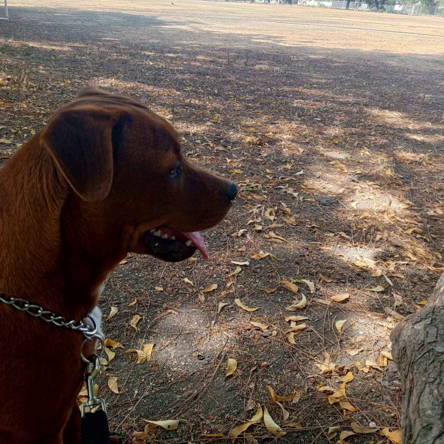 Perro en entrenamiento 1