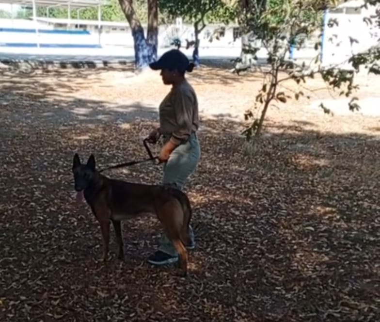 Perro en entrenamiento 2
