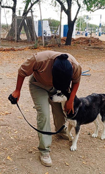 Perro en entrenamiento 3