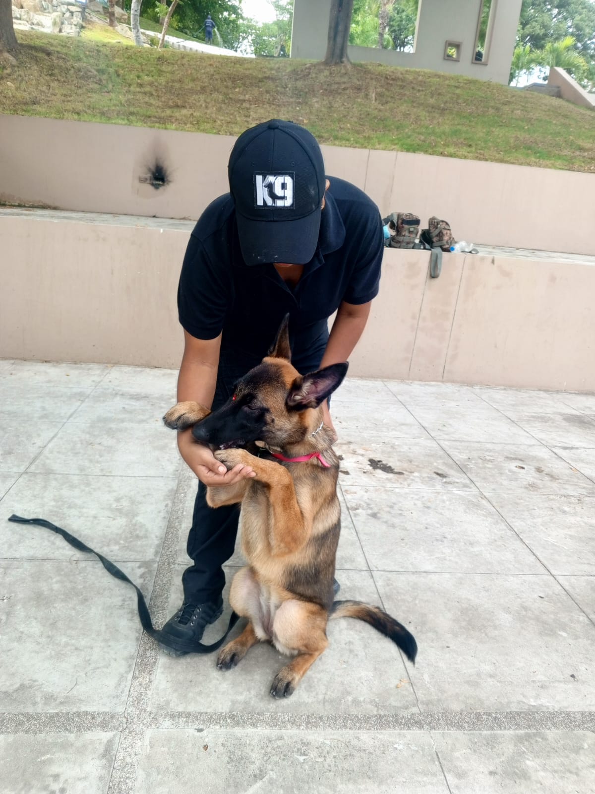 Perro en entrenamiento 4