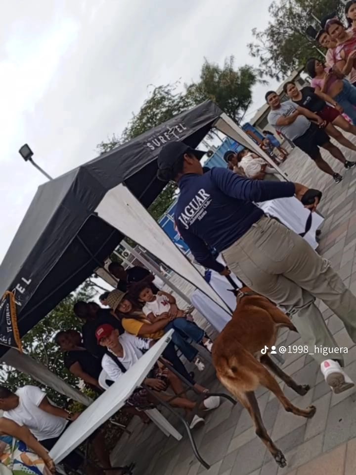 Perro en entrenamiento 5