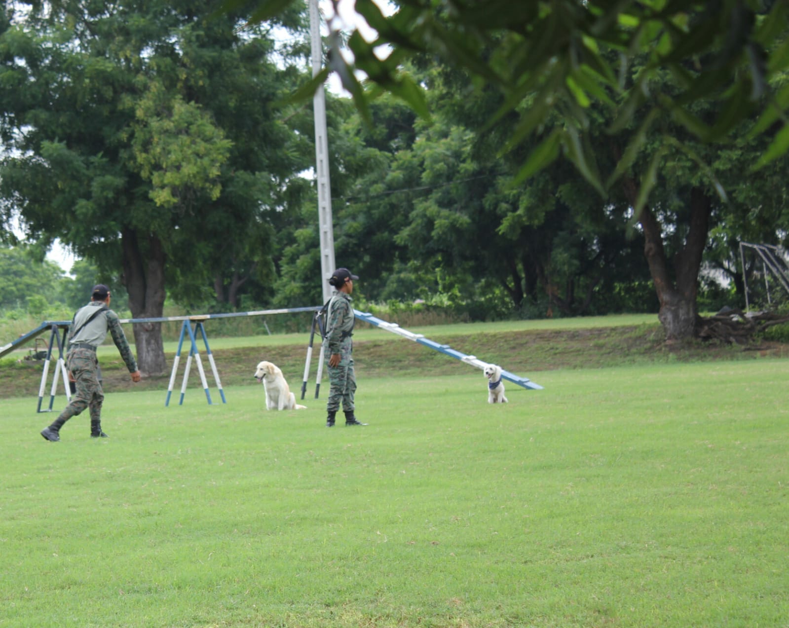 Perro en entrenamiento 6